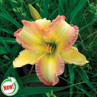 Frosted Vintage Ruffles Daylily Thumbnail